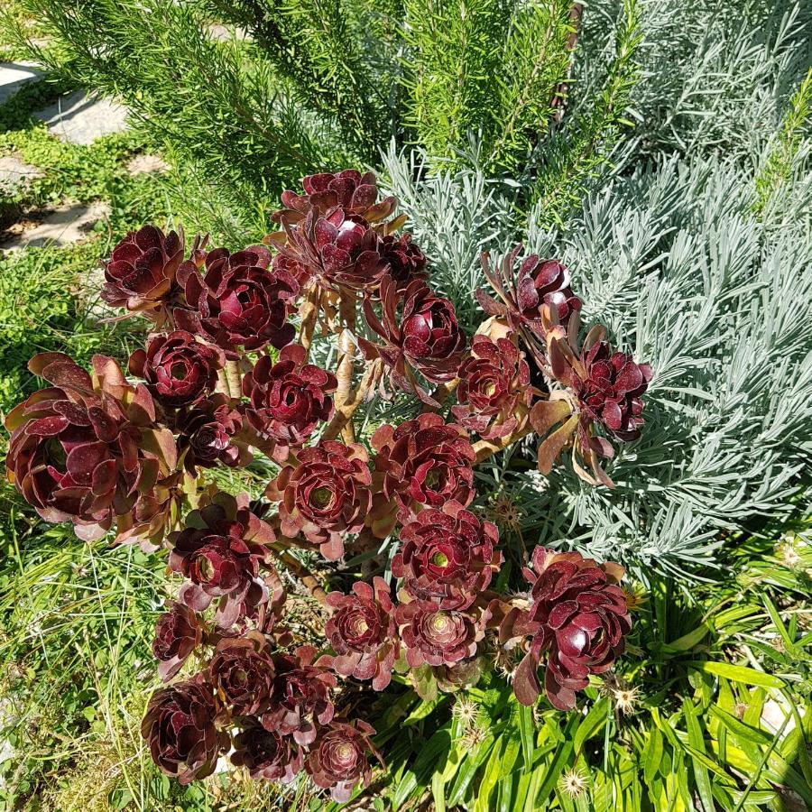 Lemon Garden Boutique Hotel Bozburun Dış mekan fotoğraf